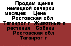 Продам щенка немецкой овчарки ( 9 месяцев) › Цена ­ 7 000 - Ростовская обл., Таганрог г. Животные и растения » Собаки   . Ростовская обл.,Таганрог г.